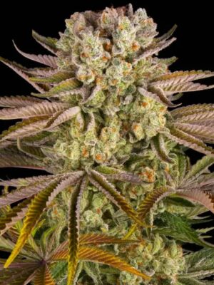 Pineapple Express - Barneys Farm feminisiert 3er Pack