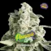 BSF Seeds pineapple larry og Samen