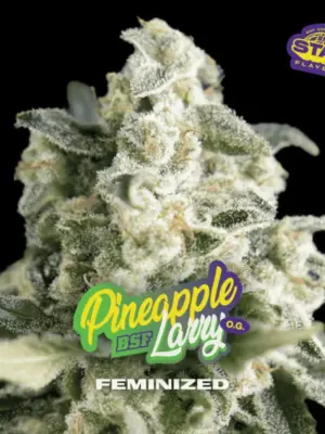 BSF Seeds pineapple larry og Samen