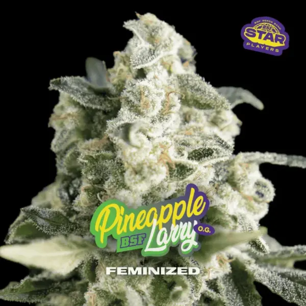 BSF Seeds pineapple larry og Samen