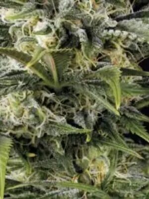 Pineapple Skunk - Humboldt Seeds feminisiert 3er Pack
