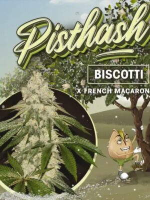 Pisthash T.H. Seeds feminisiert 2er Pack