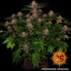 Barney's Farm purple punch auto Samen – Bild 2