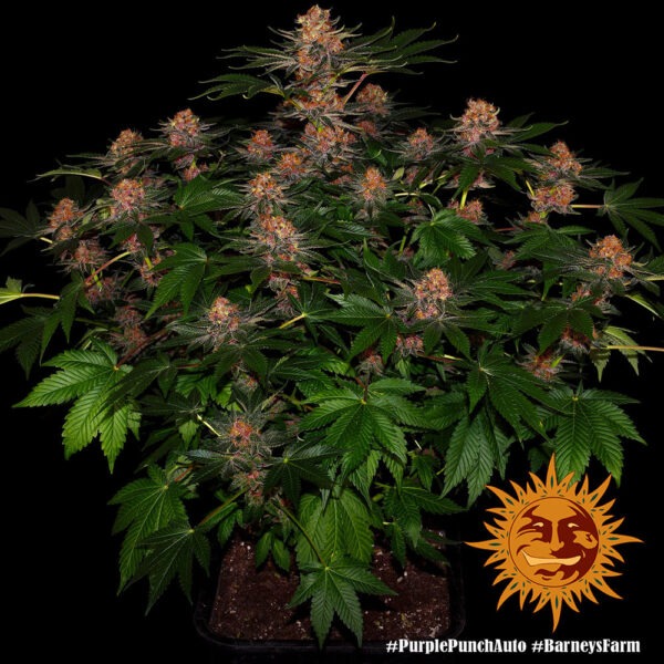 Barney's Farm purple punch auto Samen – Bild 2