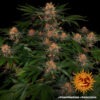 Barney's Farm purple punch auto Samen – Bild 3