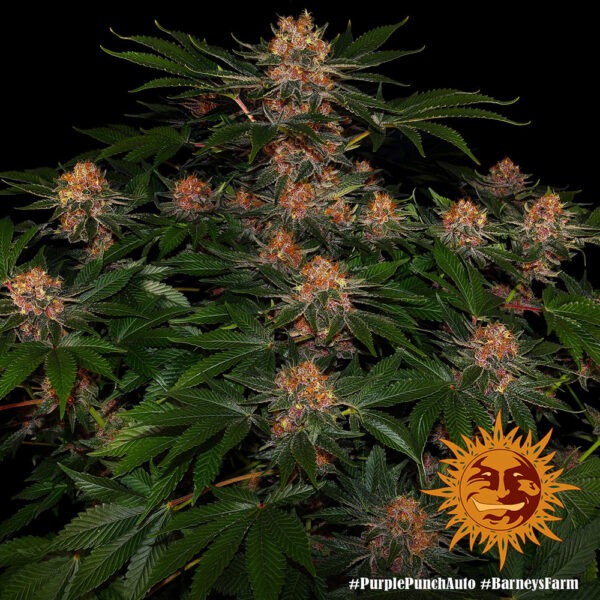 Barney's Farm purple punch auto Samen – Bild 3