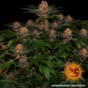 Barney's Farm purple punch auto Samen – Bild 4