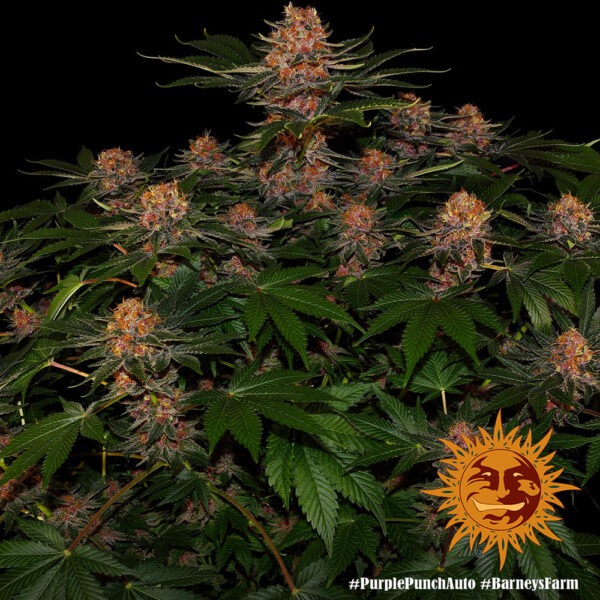 Barney's Farm purple punch auto Samen – Bild 4