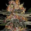 Barneys Farm Purple Punch Auto 10 Stk feminisiert