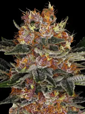 Barneys Farm Purple Punch Auto 10 Stk feminisiert