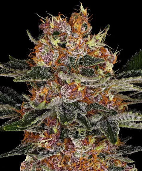 Barneys Farm Purple Punch Auto 10 Stk feminisiert