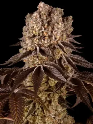 Barneys Farm Purple Punch 10 Stk feminisiert
