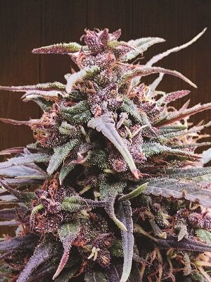 Ace Seeds Purple Haze X Malawi 5 Stk regular