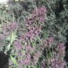 Ace Seeds panama x pck semillas feminizadas Samen – Bild 5