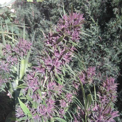Ace Seeds panama x pck semillas feminizadas Samen – Bild 5