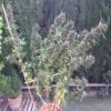 Ace Seeds panama x pck semillas feminizadas Samen – Bild 4