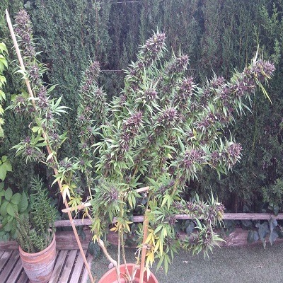 Ace Seeds panama x pck semillas feminizadas Samen – Bild 4