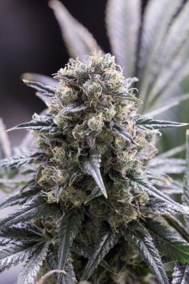 Dinafem quick gorilla Samen