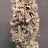 Growers Choice Rainbow Candy Autoflower Samen – Bild 3