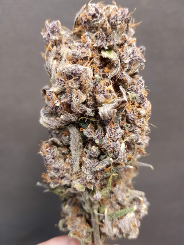 Growers Choice Rainbow Candy Autoflower Samen – Bild 3