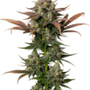 Growers Choice Rainbow Candy Autoflower Samen – Bild 5