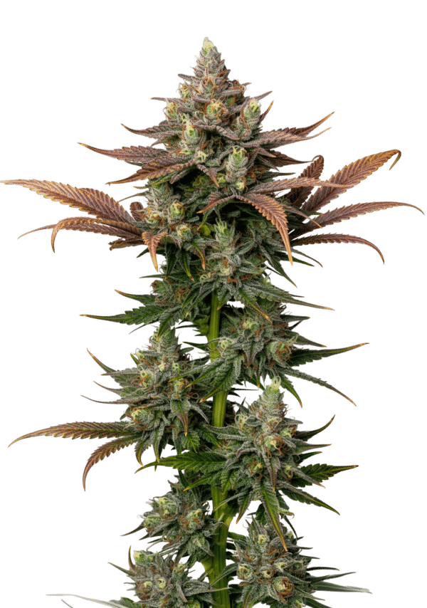 Growers Choice Rainbow Candy Autoflower Samen – Bild 5