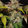 Growers Choice Rainbow Candy Samen – Bild 3