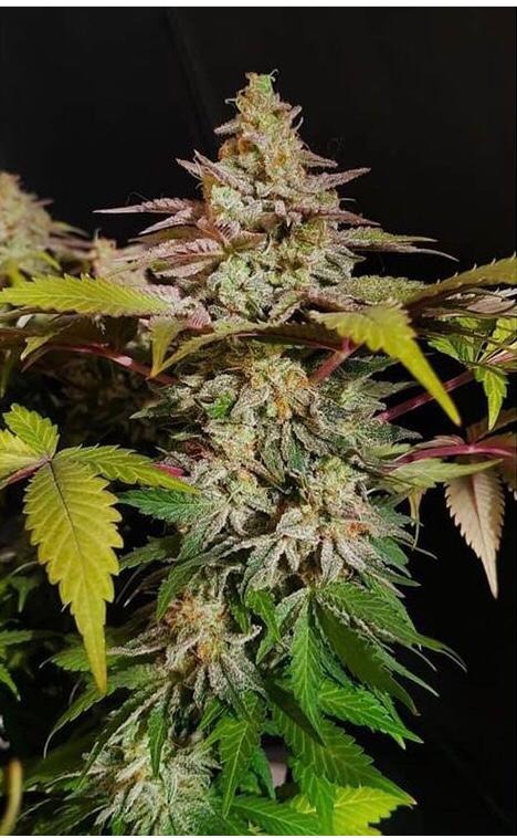 Growers Choice Rainbow Candy Samen – Bild 3