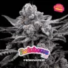 BSF Seeds rainbows Samen