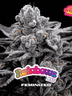 BSF Seeds rainbows Samen BSF Seeds rainbows Samen