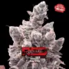 BSF Seeds red critical auto Samen