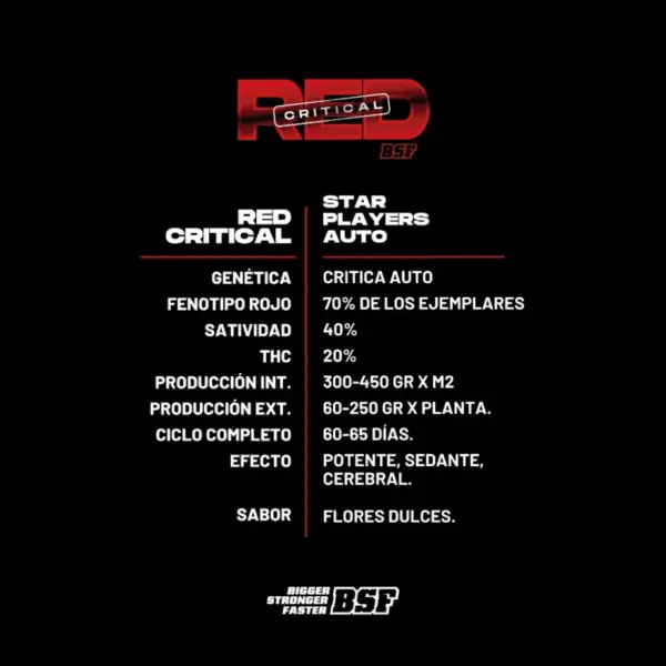 BSF Seeds red critical auto Samen – Bild 3