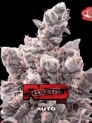 BSF Seeds red critical auto Samen BSF Seeds red critical auto Samen