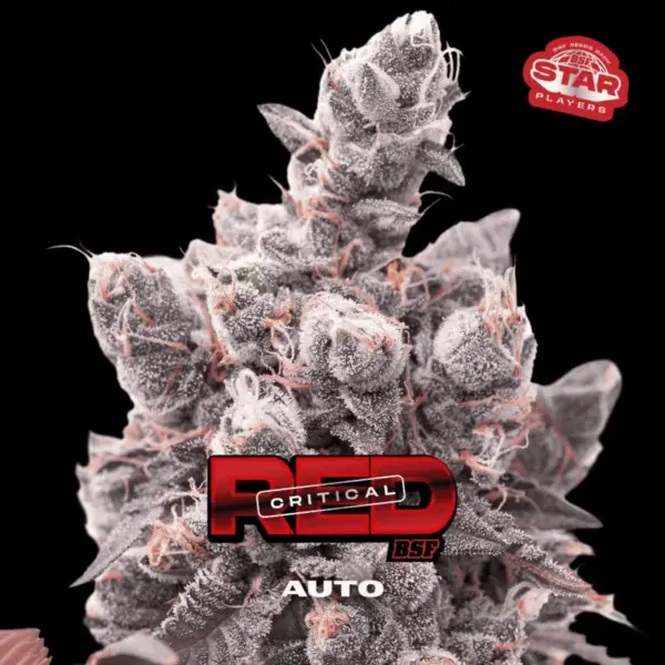 BSF Seeds red critical auto Samen