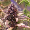 Growers Choice Red Jack Autoflower Samen – Bild 4