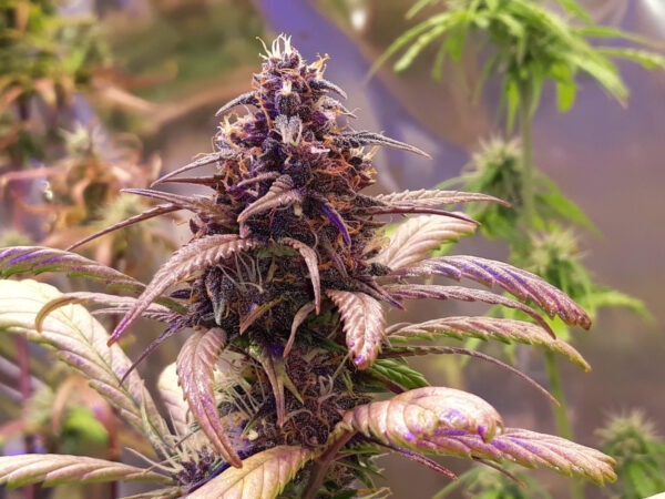 Growers Choice Red Jack Autoflower Samen – Bild 4