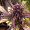 Growers Choice Red Jack Autoflower Samen – Bild 3