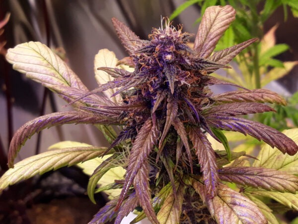 Growers Choice Red Jack Autoflower Samen – Bild 3