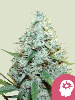 Royal Queen Seeds AMG Amnesia Mac Ganja 10 Stk feminisiert