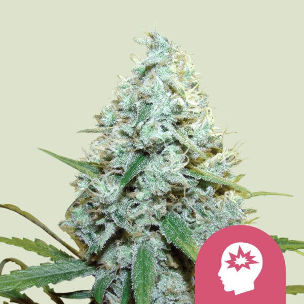 Royal Queen Seeds AMG Amnesia Mac Ganja 10 Stk feminisiert