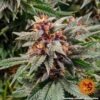 Barney's Farm runtz auto Samen – Bild 2
