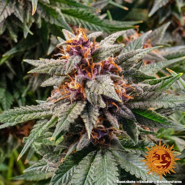 Barney's Farm runtz auto Samen – Bild 2