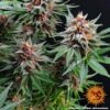 Barney's Farm runtz auto Samen – Bild 3