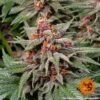 Barney's Farm runtz auto Samen – Bild 4