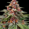 Barney's Farm runtz auto Samen