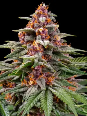 Barneys Farm Runtz Auto 10 Stk feminisiert