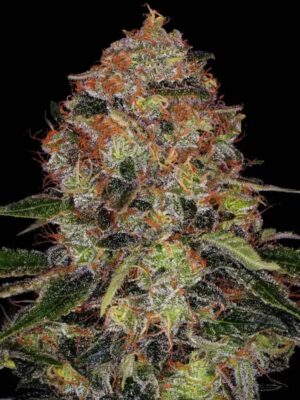 Shiskaberry - Barneys Farm feminisiert 3er Pack
