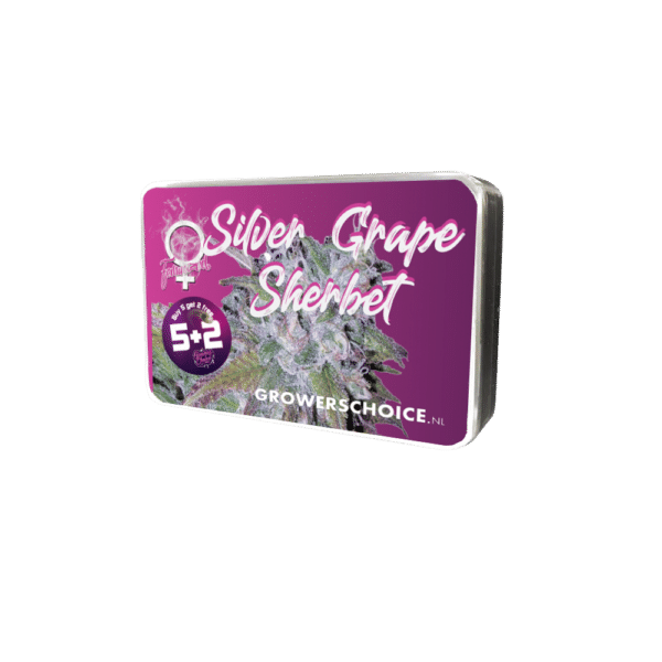 Growers Choice Silvergrape Sherbet Samen – Bild 4