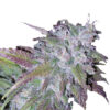 Growers Choice Silvergrape Sherbet Samen
