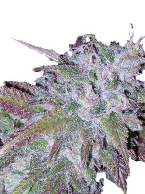 Growers Choice Silvergrape Sherbet Samen